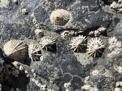 Siphonaria laciniosa