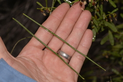 Hakea orthorrhyncha