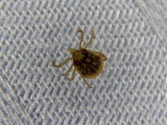 Amblyomma