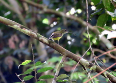 Arachnothera longirostra