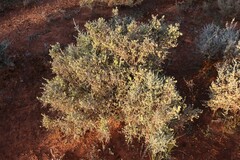 Maireana pyramidata