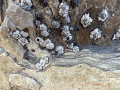 Microeuraphia withersi