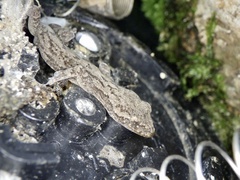 Gekko japonicus