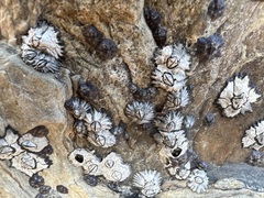 Microeuraphia withersi