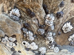 Microeuraphia withersi