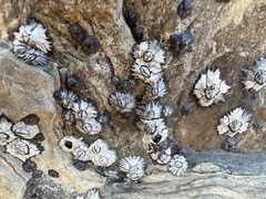 Microeuraphia withersi