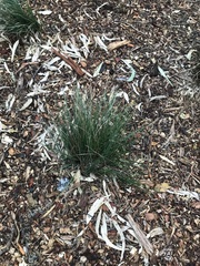 Poa labillardierei