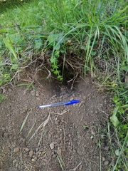 Lagomorpha
