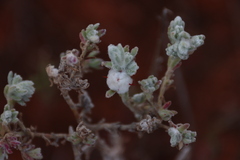 Dissocarpus paradoxus
