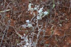 Dissocarpus paradoxus