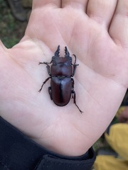 Prosopocoilus