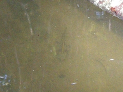 Triturus carnifex