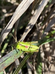 Euthystira brachyptera