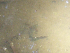 Triturus carnifex
