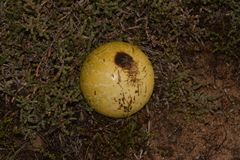 Citrullus