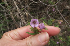 Thomasia petalocalyx
