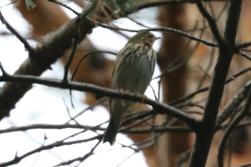 Bisbita de Hodgson (Anthus hodgsoni)