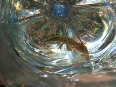 Triturus carnifex