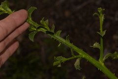 Anthocercis littorea
