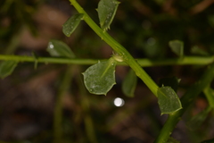 Anthocercis littorea