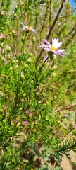 Felicia fruticosa