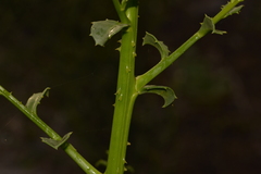 Anthocercis littorea