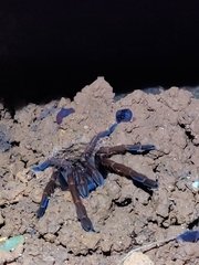 Thrigmopoeus truculentus