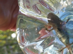 Triturus carnifex