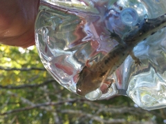 Triturus carnifex