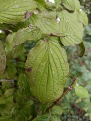 Cornus sanguinea