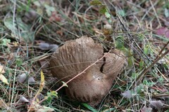 Lycoperdaceae