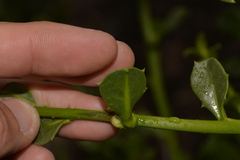 Anthocercis littorea