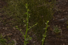 Anthocercis littorea