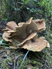 Bondarzewia occidentalis