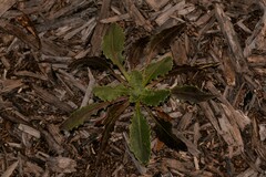 Osteospermum monstrosum