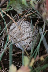 Lycoperdaceae