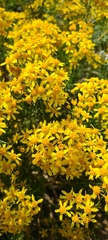 Euryops linifolius