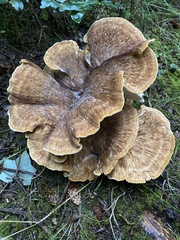 Bondarzewia occidentalis