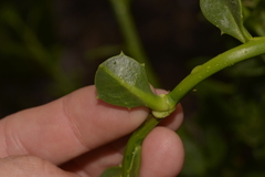 Anthocercis littorea