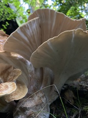 Bondarzewia occidentalis