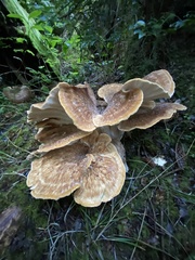 Bondarzewia occidentalis