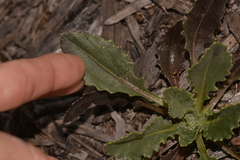 Osteospermum monstrosum