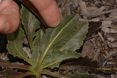 Osteospermum monstrosum