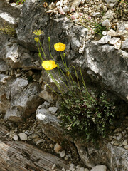 Papaver alpinum
