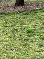 Polytelis swainsonii