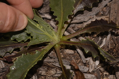Osteospermum monstrosum