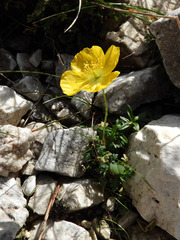 Papaver alpinum