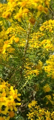 Euryops linifolius