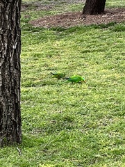 Polytelis swainsonii