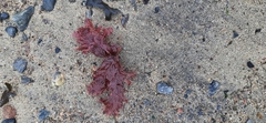 Phycodrys